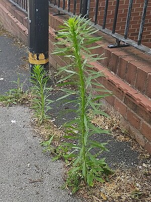 An unacceptably big weed in Timperley An unacceptably big weed in Timperley